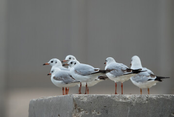 Black-headed gulls perched on cemented block at Asker marsh, Bahrain