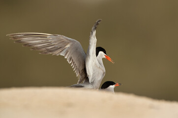 A closeup shot of White-cheeked Terns mating at Sanad coast, Bahrain