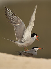 White-cheeked Terns mating at Sanad coast, Bahrain