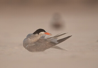 White-cheeked Tern preening at Sanad coast, Bahrain