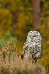 Observing owl