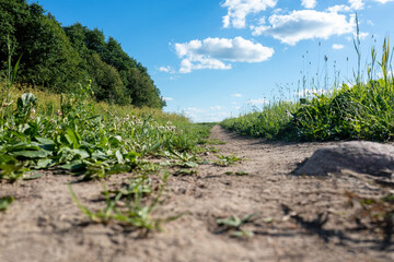 Narrow path in meadow. Pathway from car wheel on Earth. Summer landscape. Soil rut among grass. Green meadow plants. Soil path goes into distance. Sunny nature. Ground selective focus.
