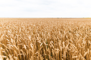 Naklejka premium Farmland field with yellow ripe ears of wheat in sunny summer day