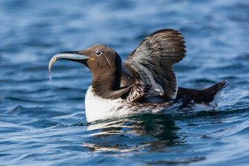 Common murre or common guillemot - Uria aalge - with caught fish in beak in blue water of Barents Sea.. Photo from Hornoya Island in Norway.