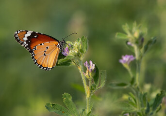 Fototapeta na wymiar A plain tiger butterfly perched on a flower