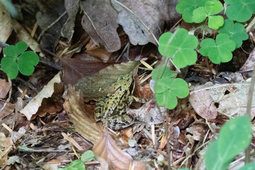Frog in a forest on a leaf