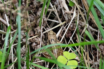 frog on the grass