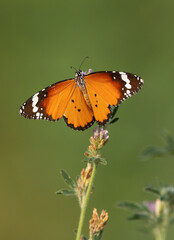 A plain tiger butterfly perched on a flower