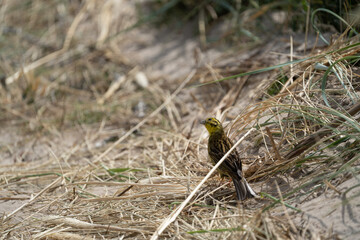 Obraz premium Yellow warbler bird in the sand on a dune in Denmark looking for a snack