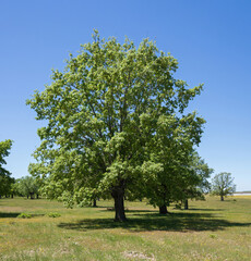Fototapeta na wymiar Big oak centennial and leafy crown in spring