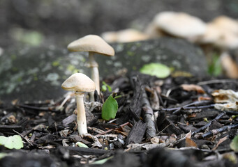 White mushrooms on forest floor with lichen spotted stone behind