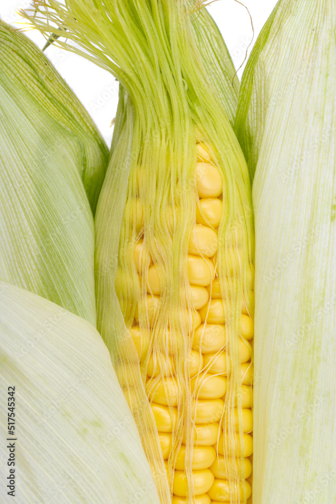 Canvas Prints young corn isolated