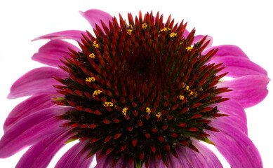 Obraz premium echinacea flower isolated