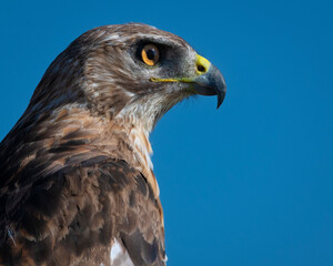 closeup of Red-tailed Hawk profile portrait