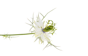 nigella flower isolated