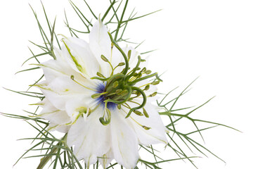 nigella flower isolated