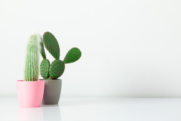 Cactus in pot on white shelf. Minimum house plants background. banner