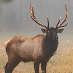 Bull Elk on a foggy morning