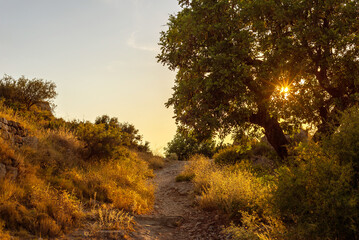 mountain path with a spreading tree on the side of the road blocking the setting sun