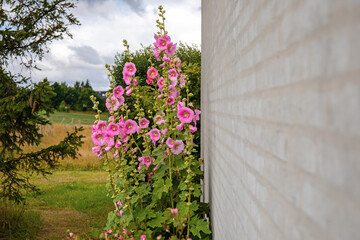 Beautiful colourful hollyhocks Alcea rose flower on the background of the wall.