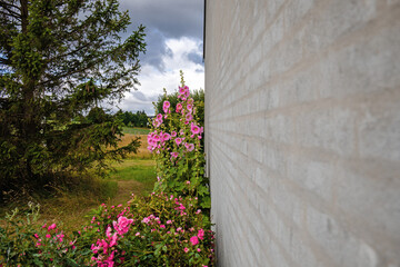 Beautiful colourful hollyhocks Alcea rose flower on the background of the wall.