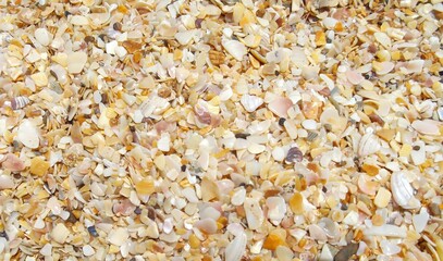 Seashells on the seashore