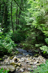 Landscape with a river in the forest. Carpathian Mountains, Ukraine