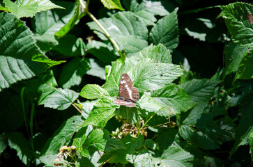 Butterfly on a leaf