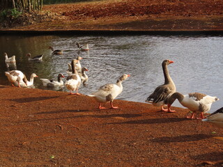 ducks and geese