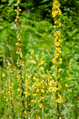 Summer background with yellow flowers.