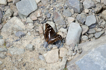 Butterfly on the stone