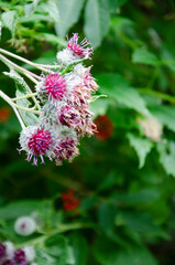 Close up photo of the thistle.
