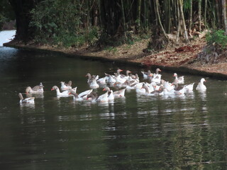 swans in the lake