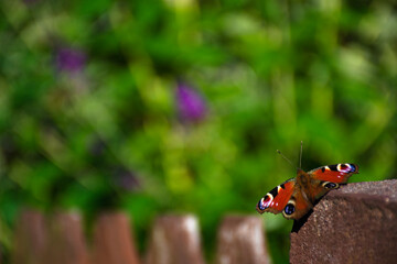 butterfly going to catch some budley nectar © Adrian