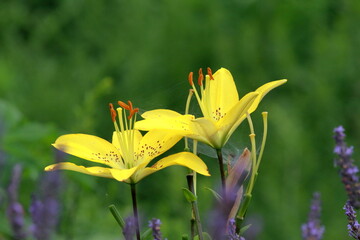 The gardens are all in bloom