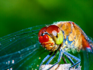 dragonfly 140