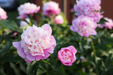 Blooming peony plant with beautiful pink flowers outdoors, closeup. Space for text