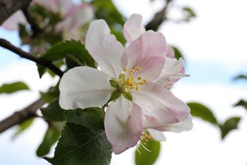 Obraz na płótnie Canvas Beautiful pink flower of blossoming apple tree, closeup view. Spring season