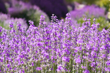 Fototapeta premium Beautiful lavender flowers growing in field, closeup