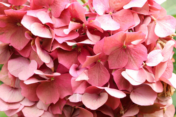 Beautiful pink hydrangea flower as background, closeup