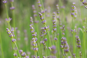 Beautiful lavender on blurred background, closeup view