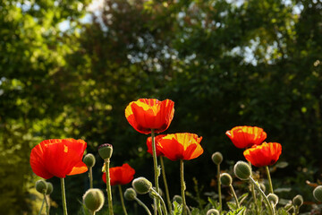 Fototapeta premium Beautiful red poppy flowers outdoors on sunny day