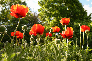 Obraz premium Beautiful red poppy flowers outdoors on sunny day, low angle view