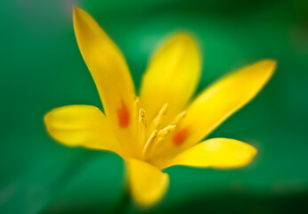 Closeup of a yellow flower on a green blurred background. Selective photo. Beautiful flower wallpaper