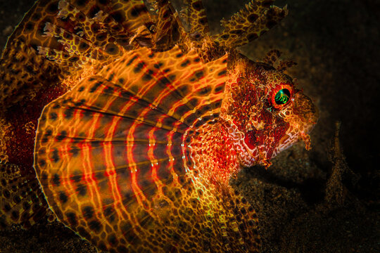 Orange Fuzzy Dwarf Lionfish or Dendrochirus brachypterus on a diving photo