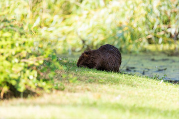 Una  nutria, Myocastor coypus, detta anche miopotamo, coipo, castoro di palude o castorino. Mammifero roditore che vive allo stato libero in mezzo alla vegetazione selvatica lungo il corso d'acqua.