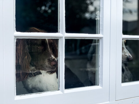 Two charming shepherd dogs are looking through window. Spaniel. Countryside house. two shepherd dogs at home by the window looking around