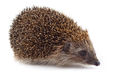 One big brown hedgehog.