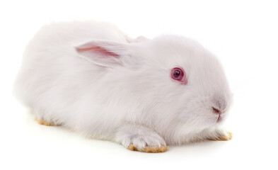 Fototapeta premium One white rabbit.
