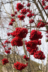 Ripe fruits red of Rowan in clusters hanging from the tree 